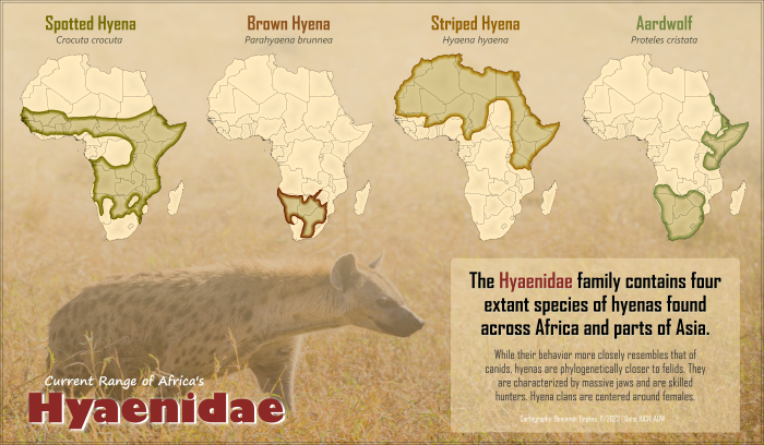 A series of four maps showing the ranges of species in the family Hyaenidae.